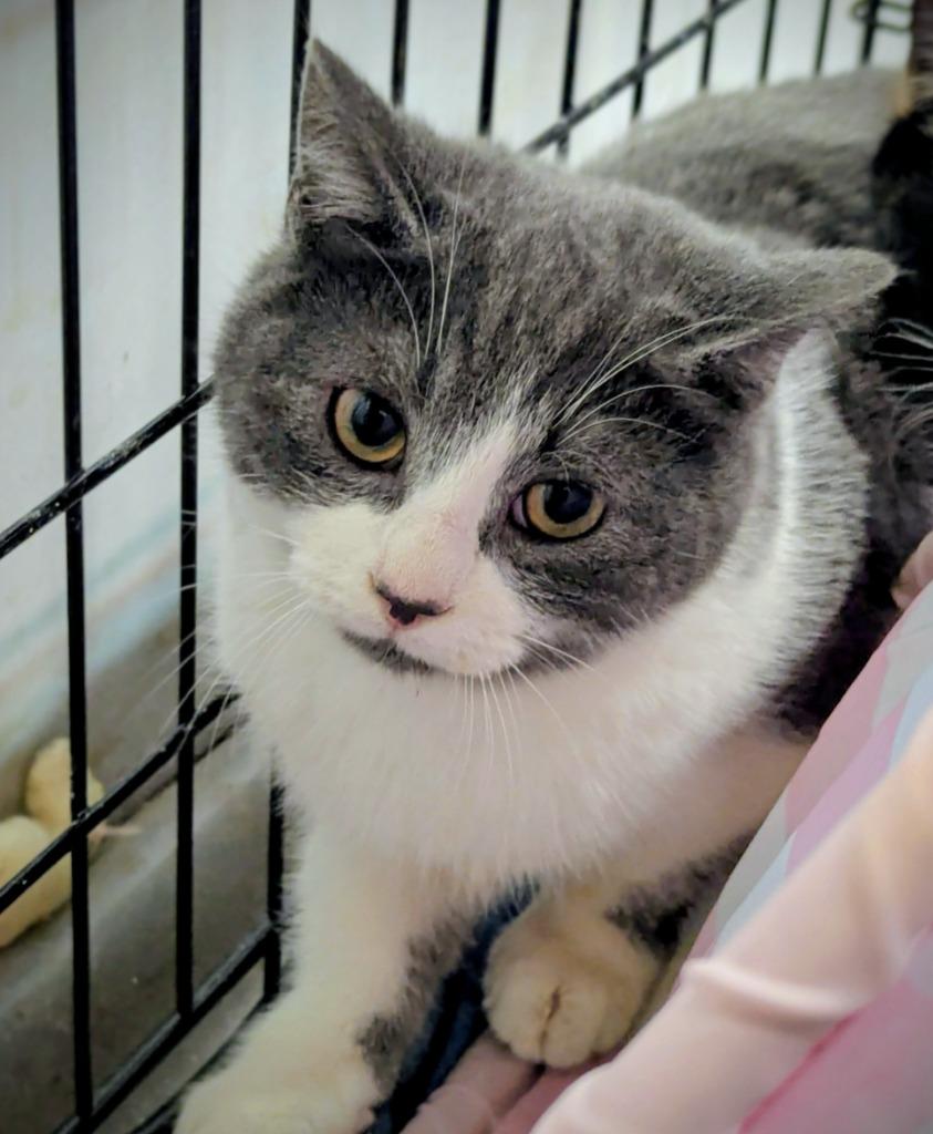 Enlarge Tabasco, a Adoptable Domestic Short Hair in Arthur, ON image 3/4