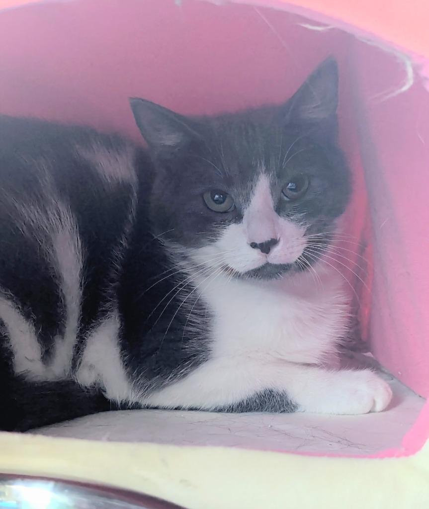 Enlarge Tabasco, a Adoptable Domestic Short Hair in Arthur, ON image 4/4