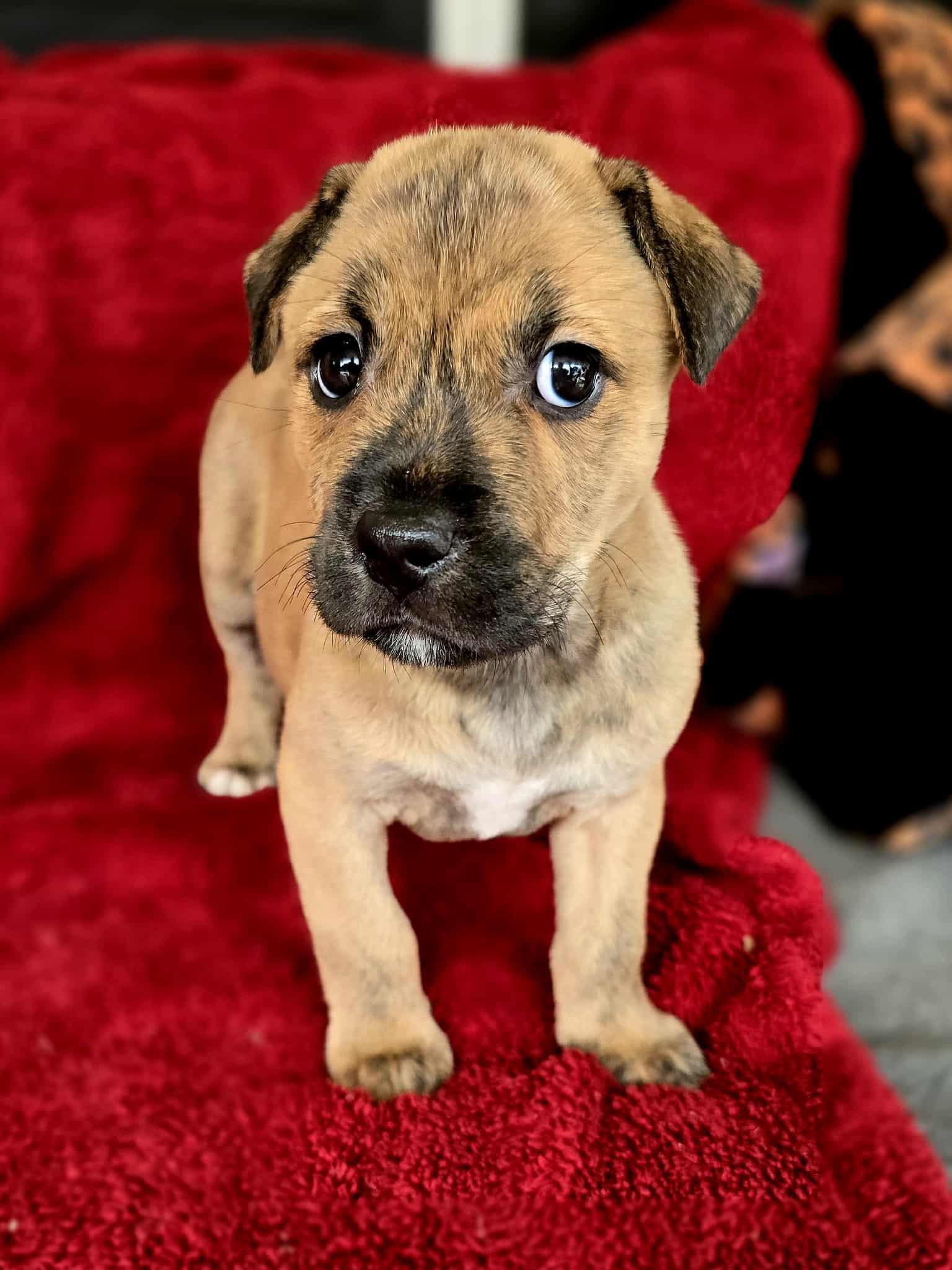 Gomez, Adoptable, Puppy Male American Bully.