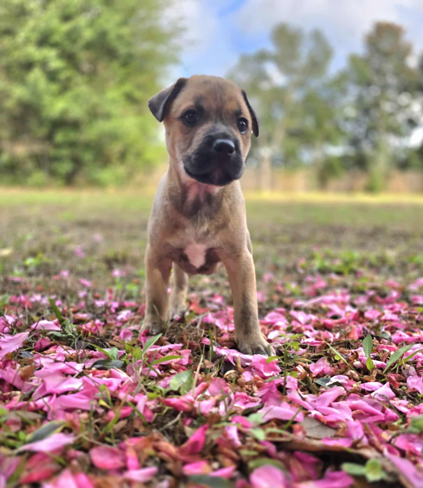 Enlarge Gomez, an adopted mixed breed in Milton, FL image 2/6