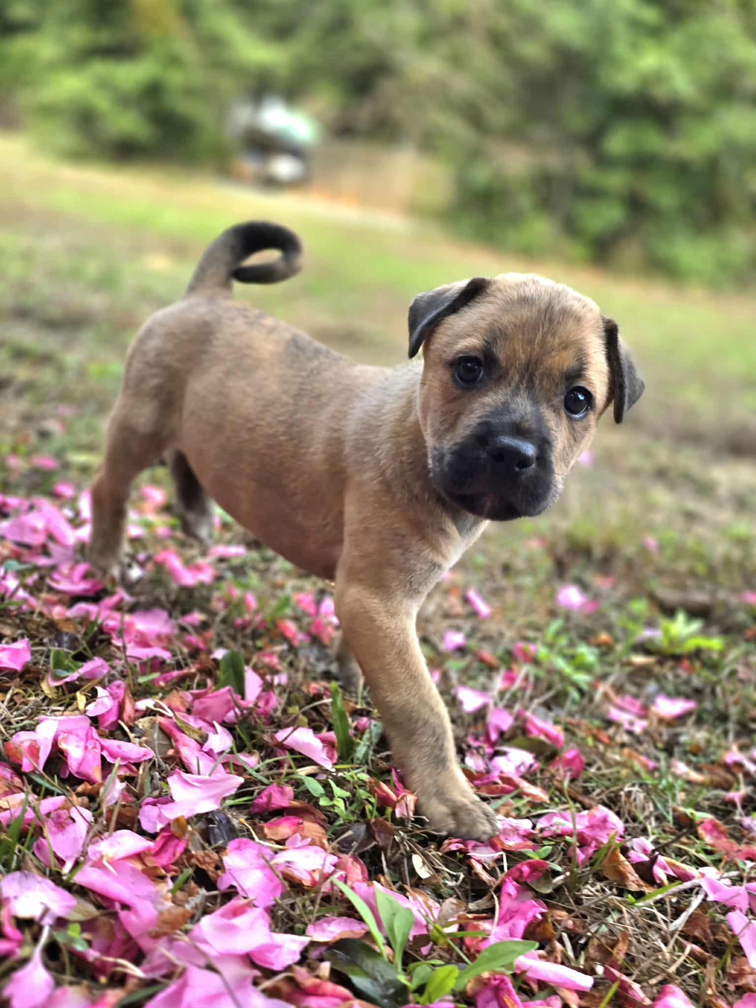 Enlarge Gomez, an adopted mixed breed in Milton, FL image 3/6