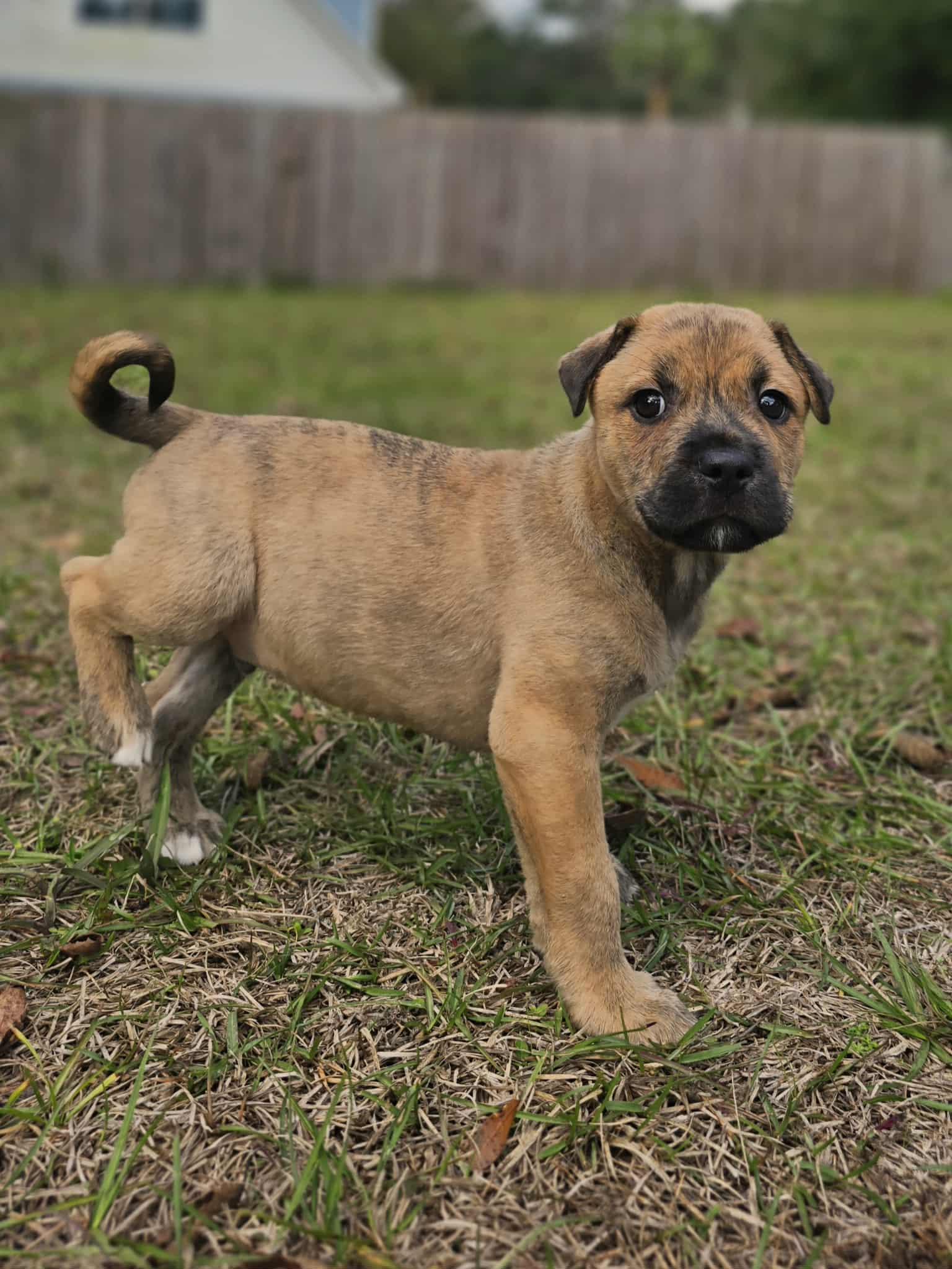 Enlarge Gomez, an adopted mixed breed in Milton, FL image 4/6