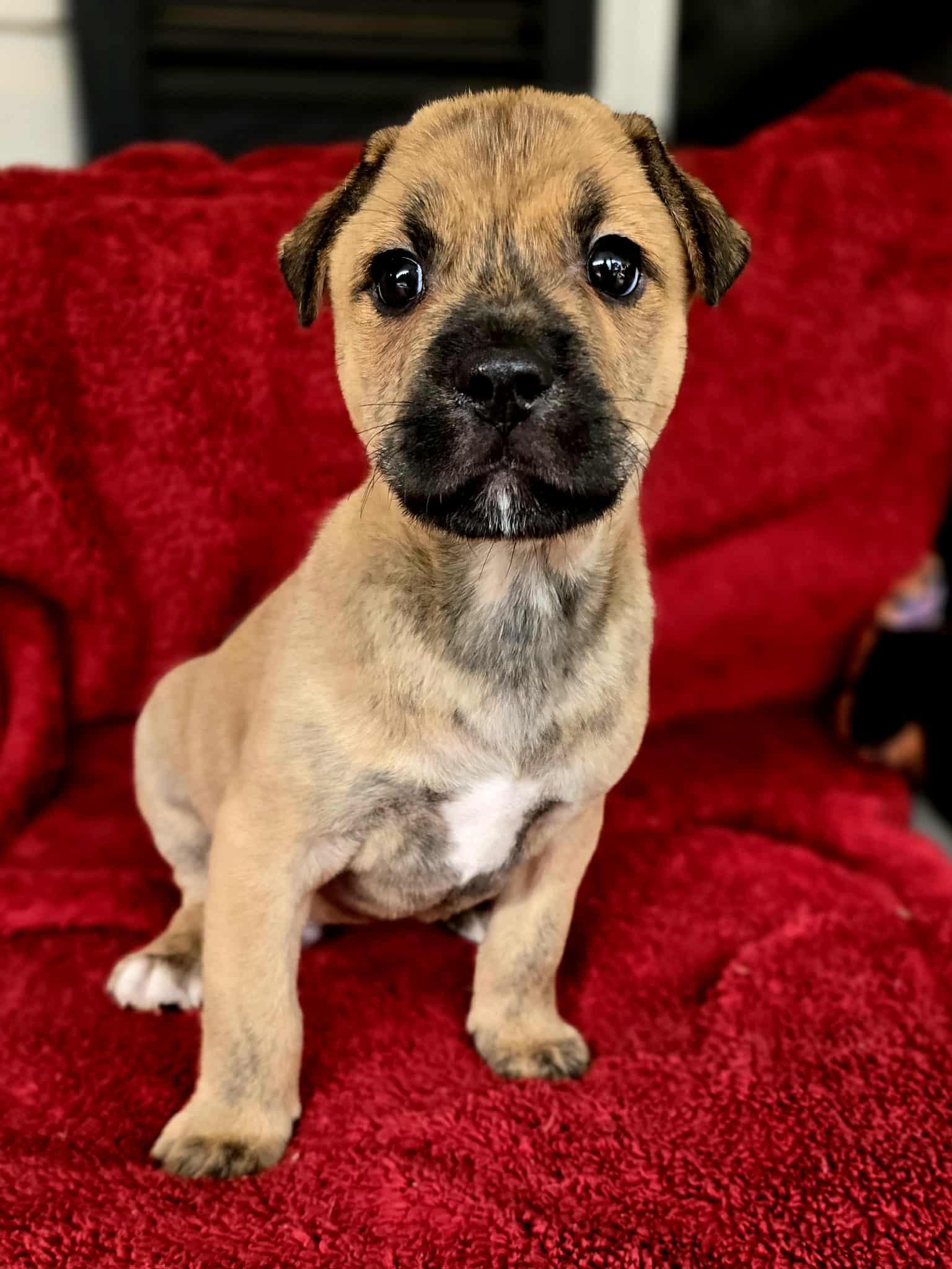 Enlarge Gomez, an adopted mixed breed in Milton, FL image 5/6