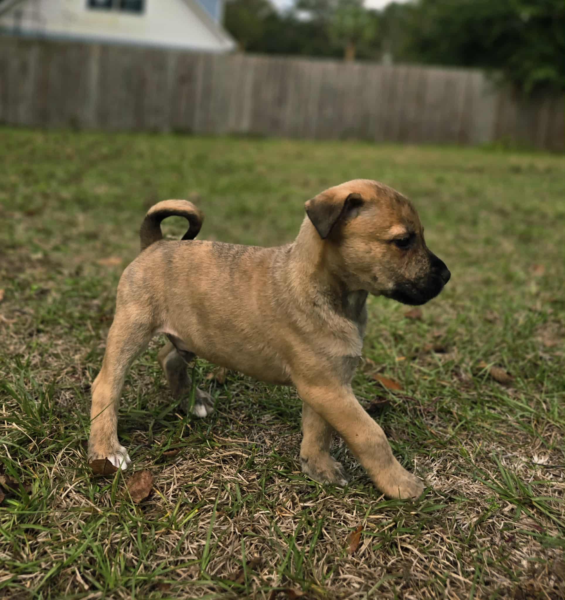 Enlarge Gomez, an adopted mixed breed in Milton, FL image 6/6