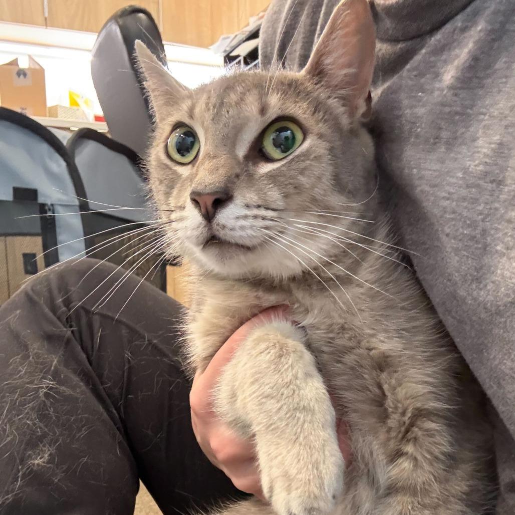 Glitch, Adoptable, Adult Male Domestic Short Hair.
