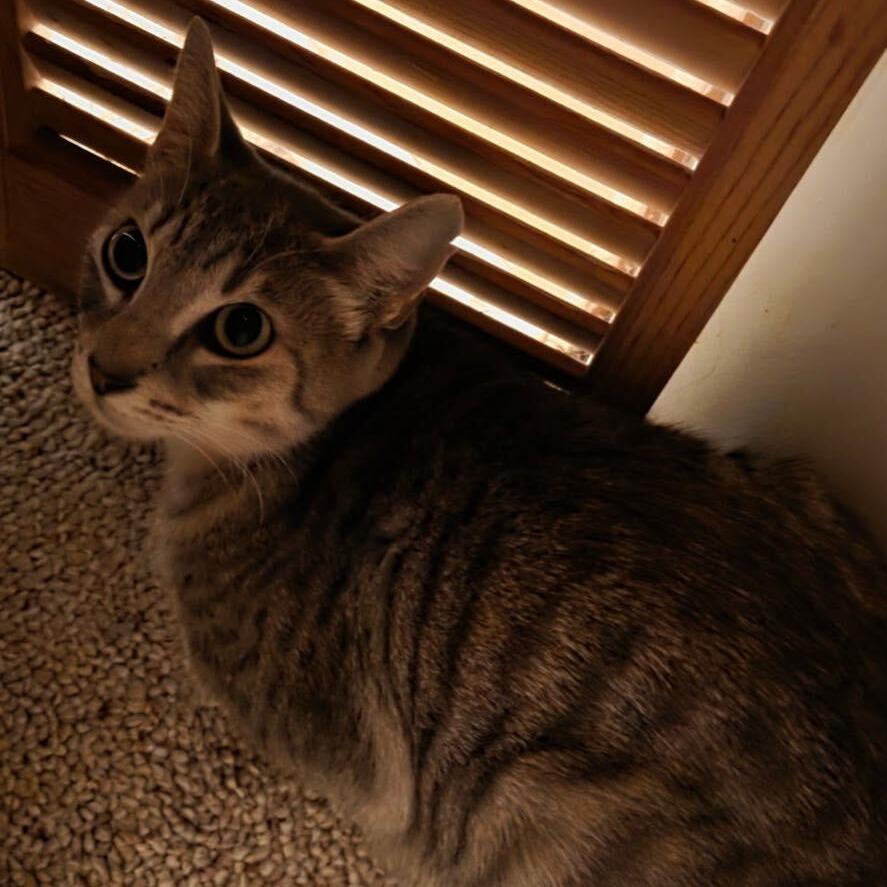 Enlarge Glitch, a Adoptable Domestic Short Hair in Louisville, KY image 2/2