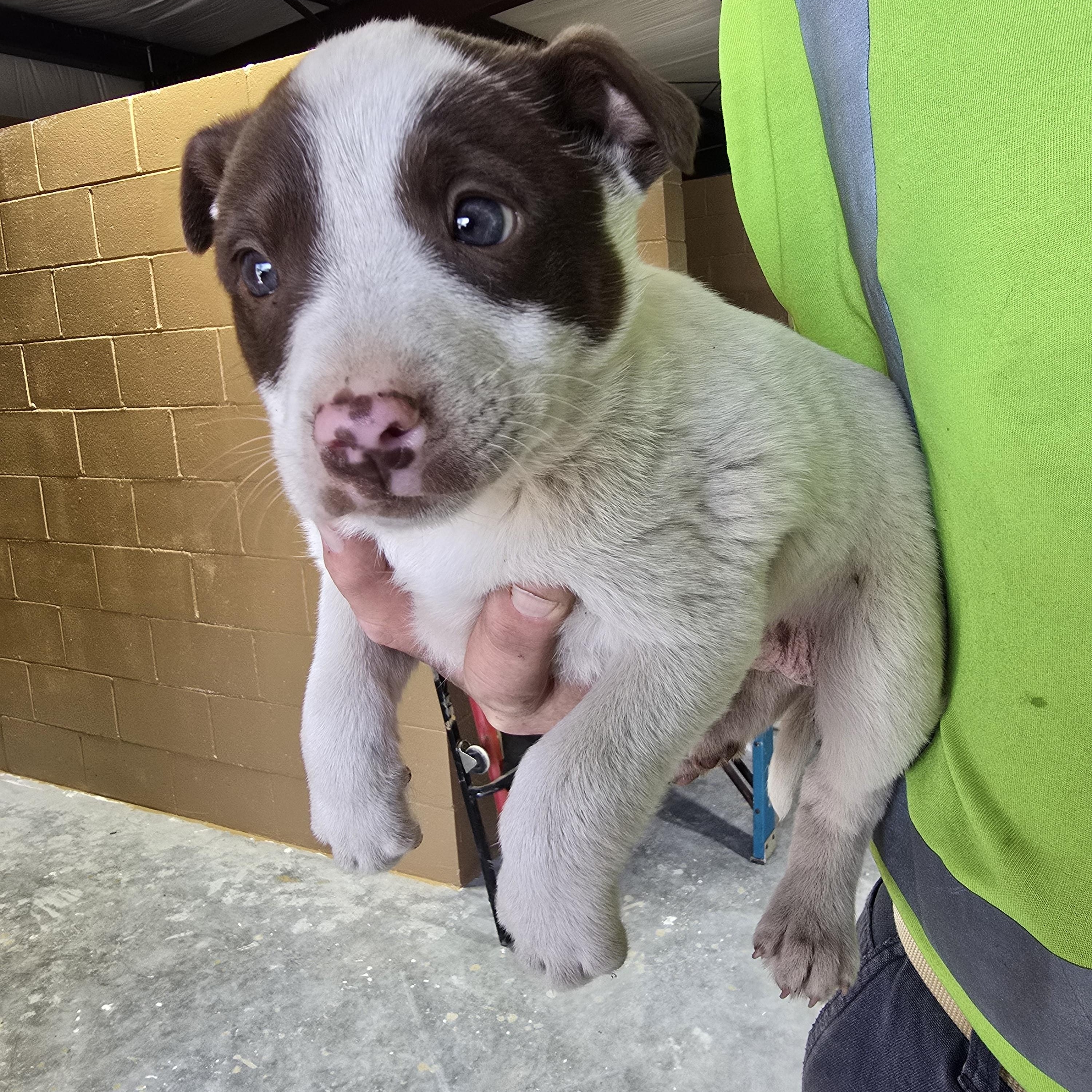 Enlarge Peppa, a Adoptable Mixed Breed in McCrory, AR image 2/3