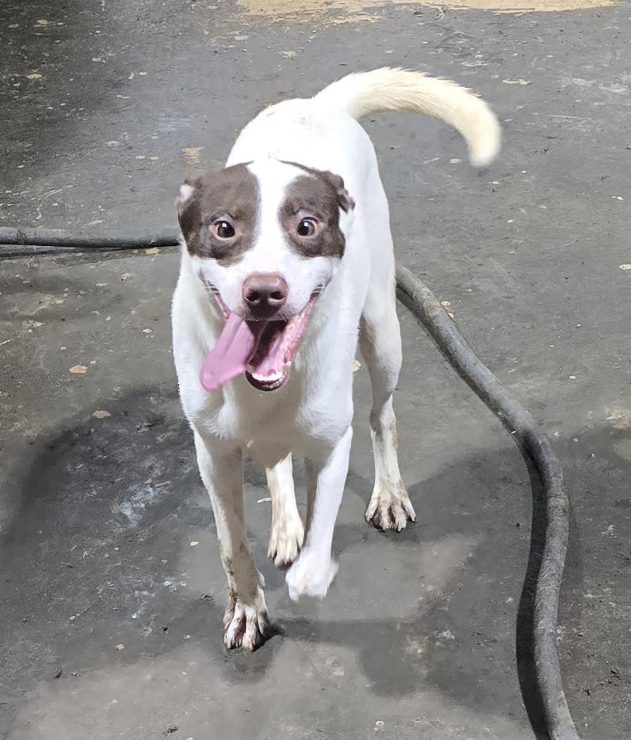 Peppa, Adoptable, Puppy Female Mixed Breed.