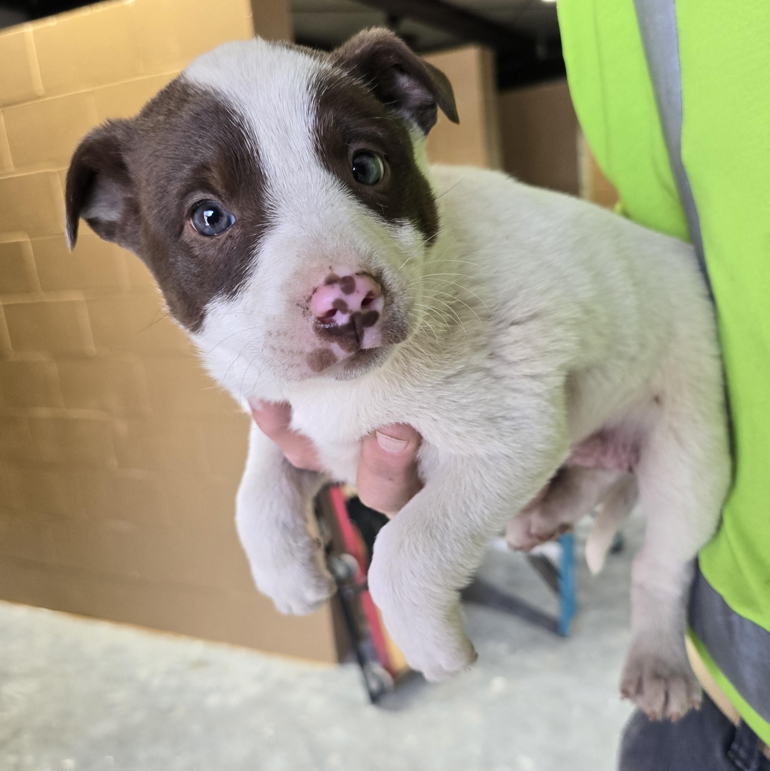 Enlarge Peppa, a Adoptable Mixed Breed in McCrory, AR image 3/3