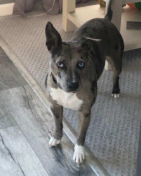 Callie, Adoptable, Adult Female Catahoula Leopard Dog & Cattle Dog.