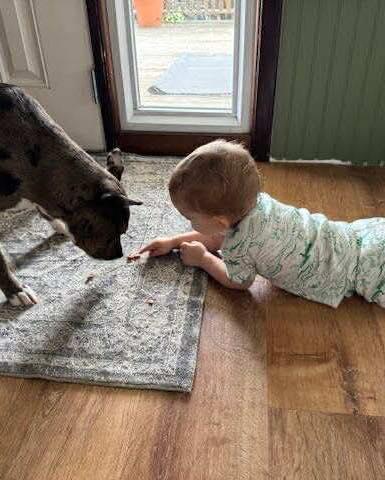 Enlarge Callie, a Adoptable mixed breed in East Amherst, NY image 2/3