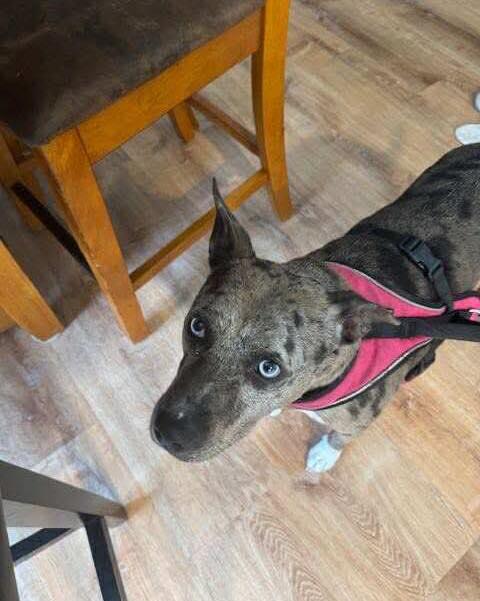 Enlarge Callie, a Adoptable mixed breed in East Amherst, NY image 3/3