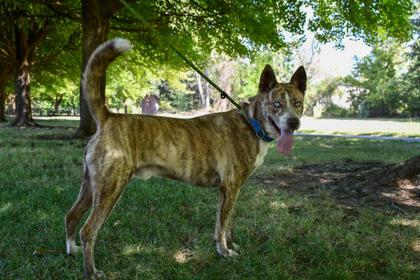 Jack Frost, Adoptable, Adult Male Siberian Husky & Pit Bull Terrier.