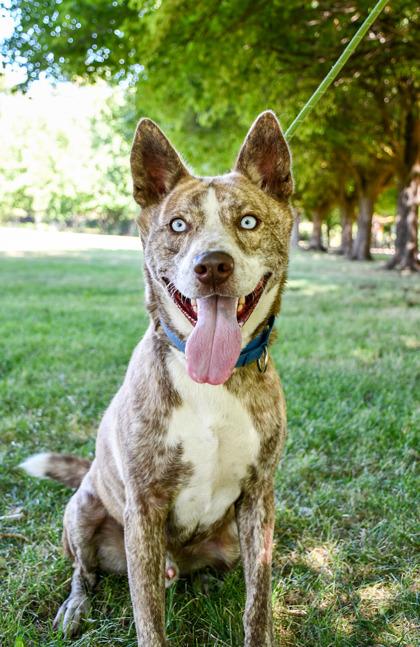 Jack Frost, a Adoptable mixed breed in Yakima, WA image 2/3
