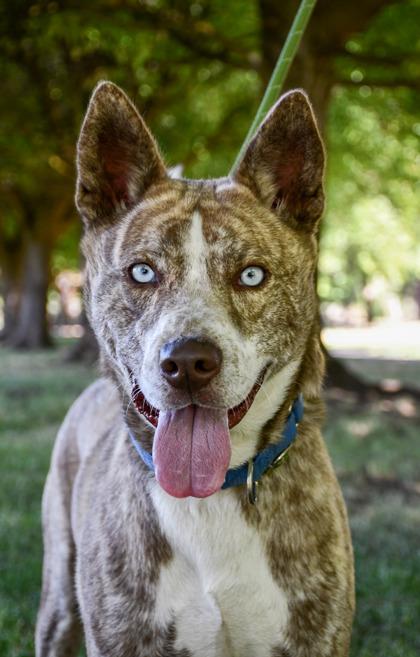 Jack Frost, a Adoptable mixed breed in Yakima, WA image 3/3
