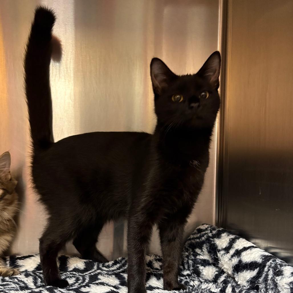Enlarge Willow, a Adoptable Domestic Short Hair in Shinnston, WV image 1/2