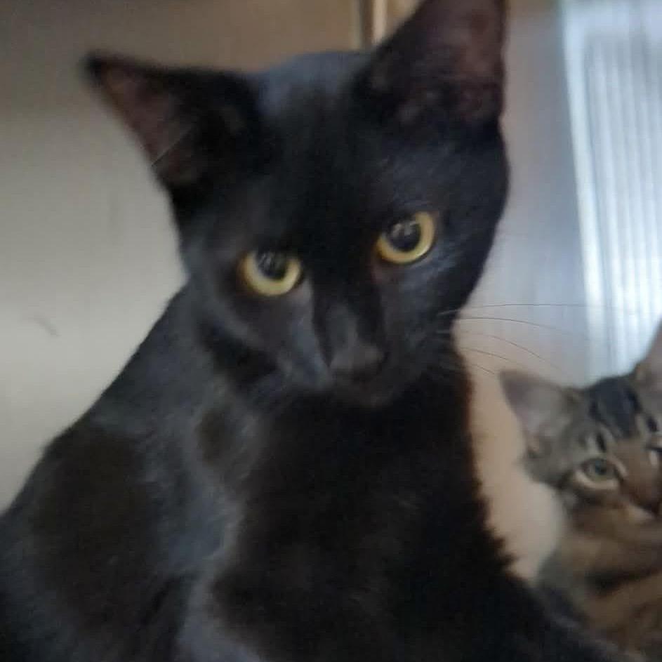 Enlarge Willow, a Adoptable Domestic Short Hair in Shinnston, WV image 2/2