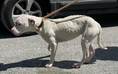 Enlarge LAYLA - Needs a foster or adopter, a Adoptable mixed breed in Largo, FL image 3/3