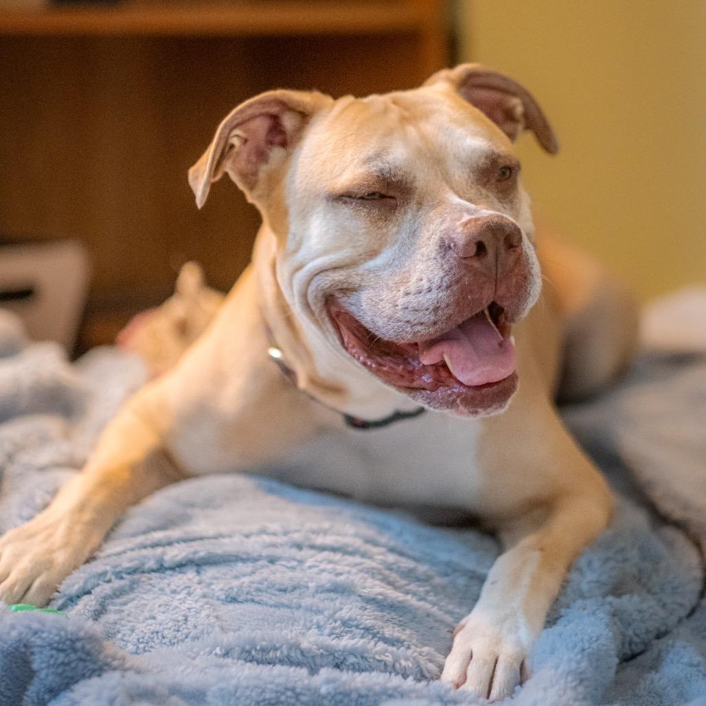 Tom Hardy, a Adoptable mixed breed in Albuquerque, NM image 2/6