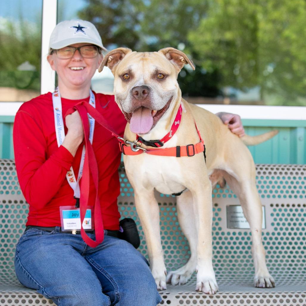Tom Hardy, a Adoptable mixed breed in Albuquerque, NM image 3/6