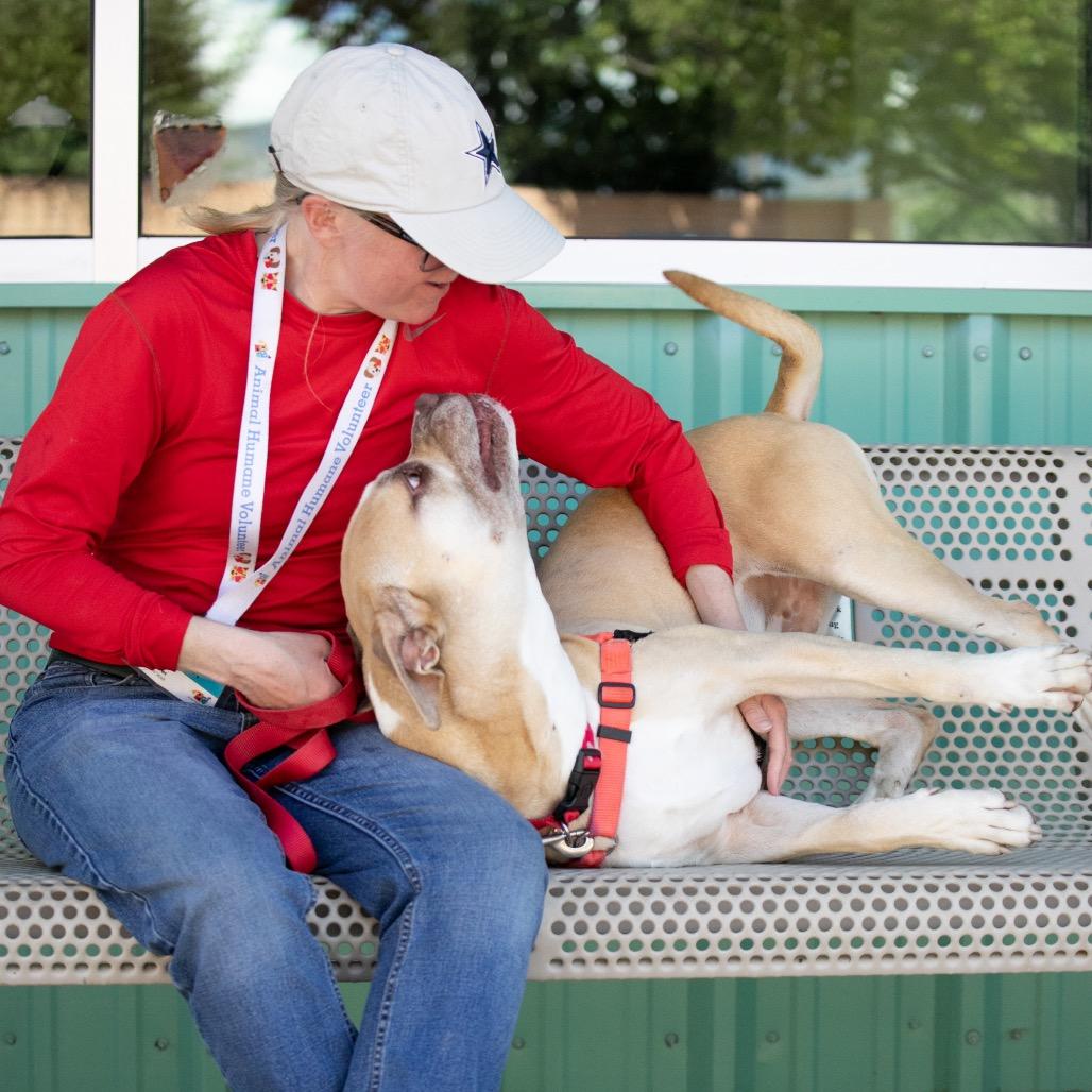 Tom Hardy, a Adoptable mixed breed in Albuquerque, NM image 4/6