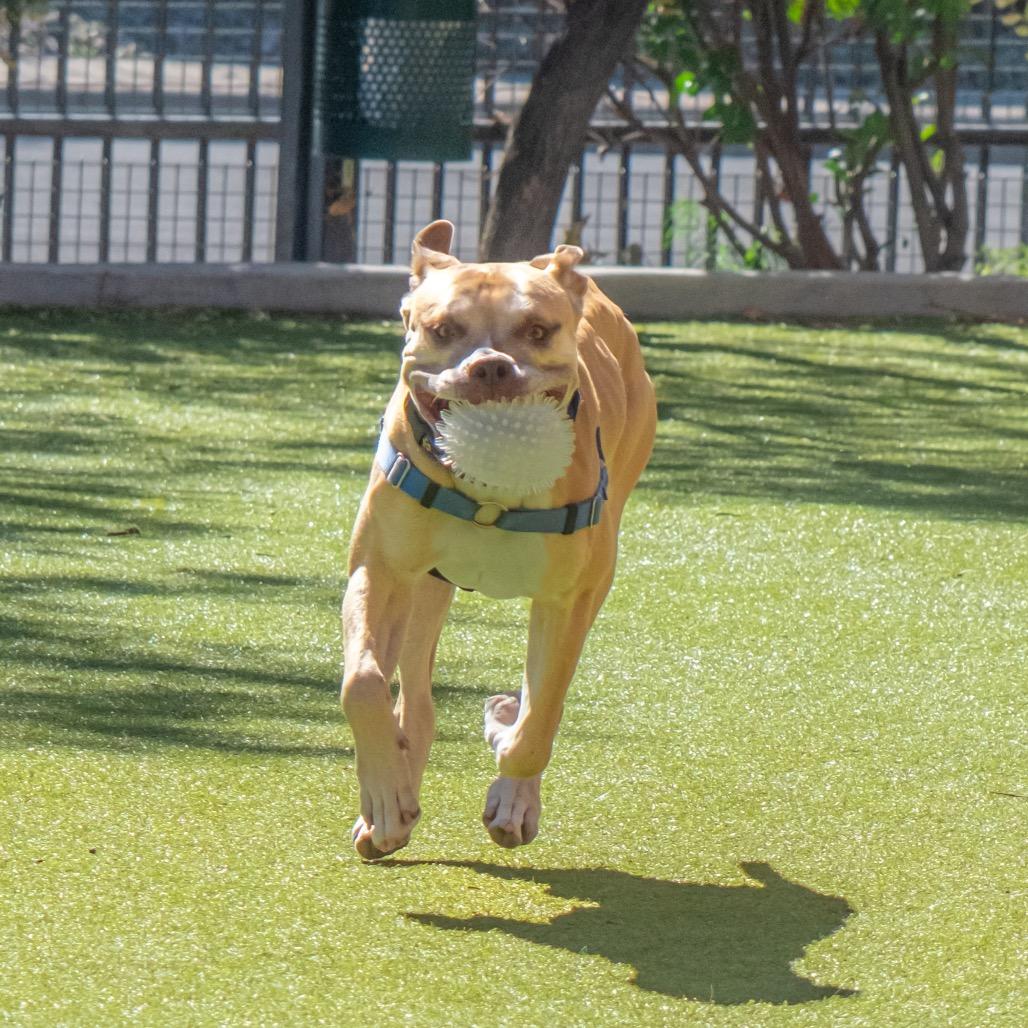 Tom Hardy, a Adoptable mixed breed in Albuquerque, NM image 6/6