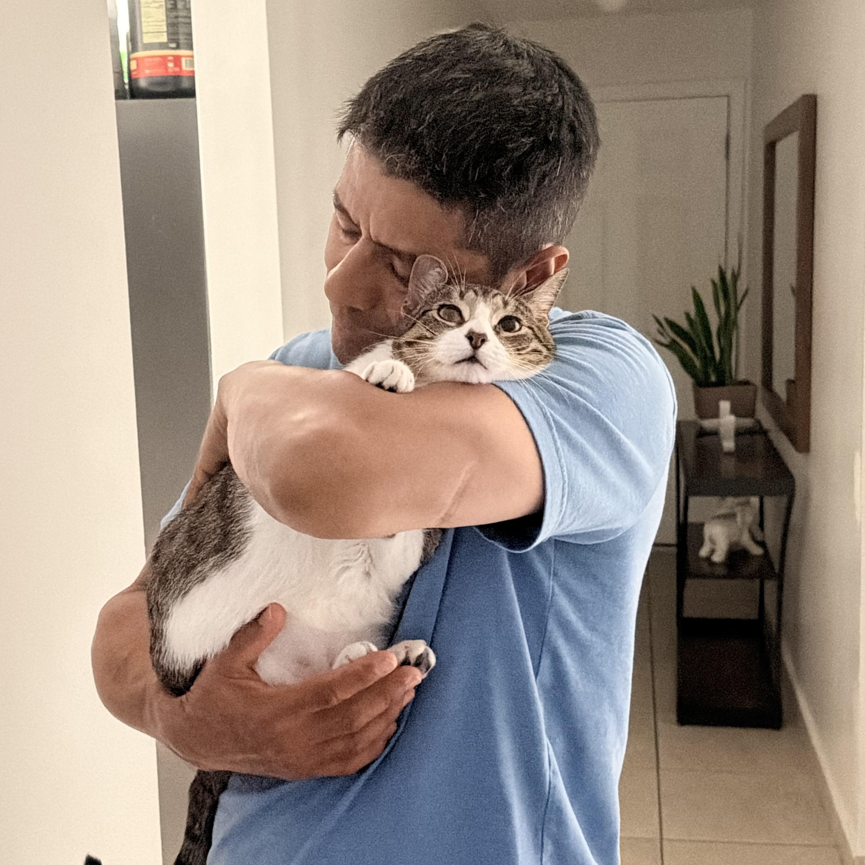 Lucca, adopted, Young Male Turkish Van & Oriental Short Hair.