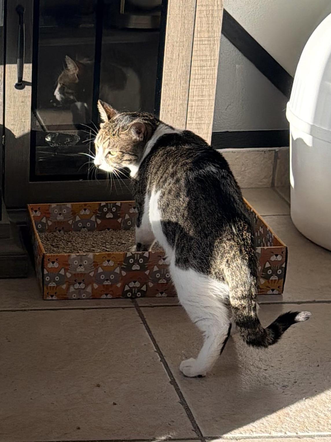 Enlarge Lucca, a ADOPTABLE mixed breed in Kissimmee, FL image 2/3