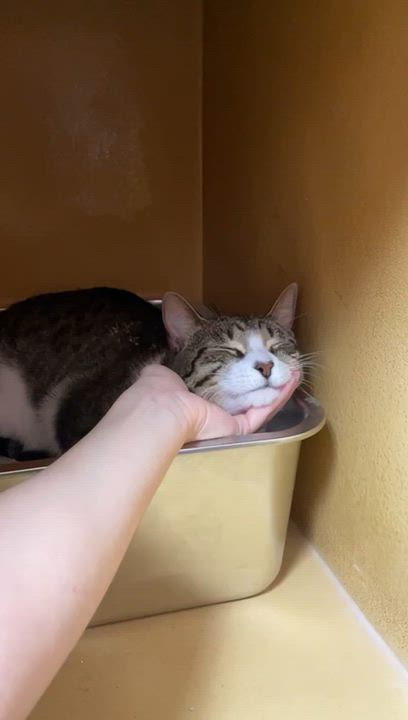 Enlarge Lucca, a ADOPTABLE mixed breed in Kissimmee, FL video 3/3