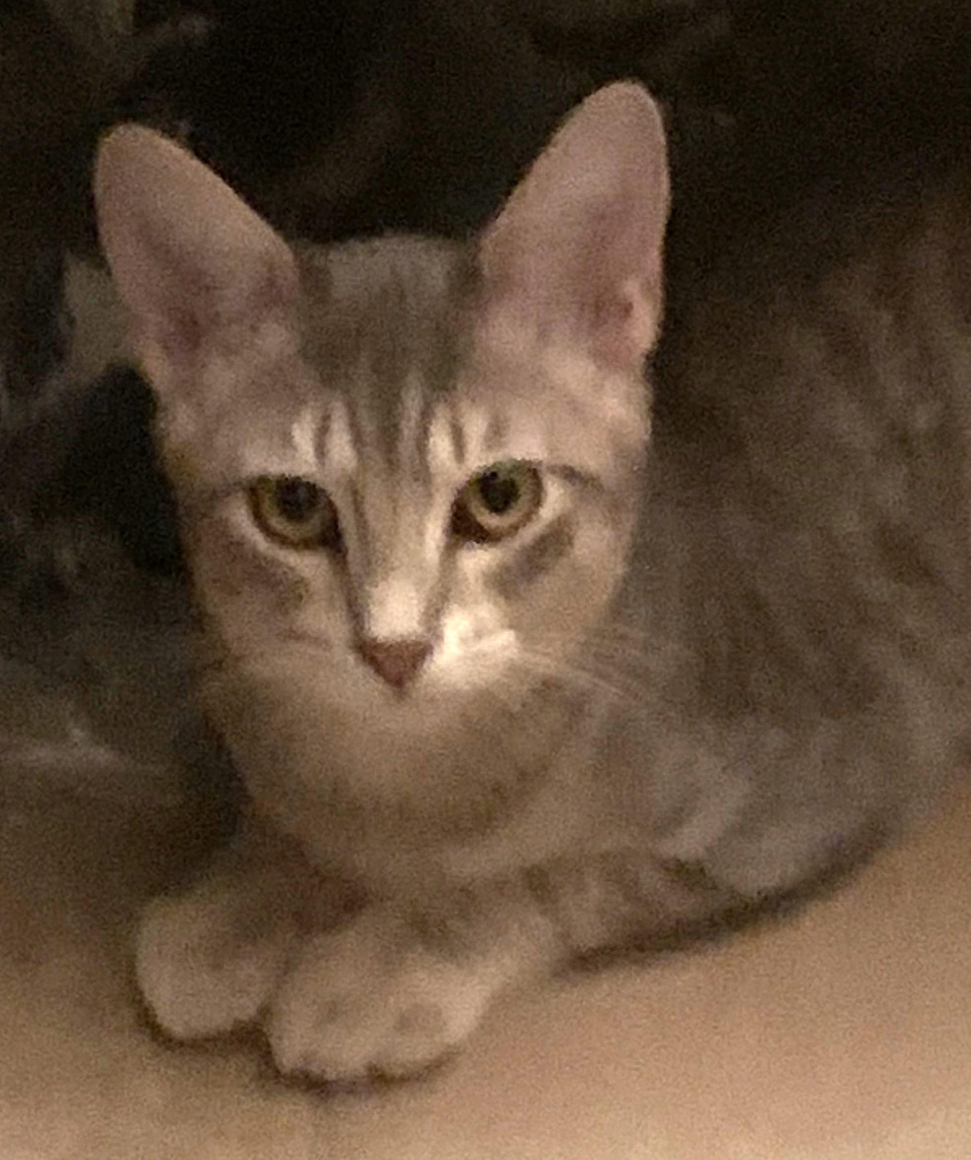 Meet Willow — A Graceful Little Gray Tabby with a Big Purr, a ADOPTABLE Domestic Short Hair in Prescott, AZ image 3/4