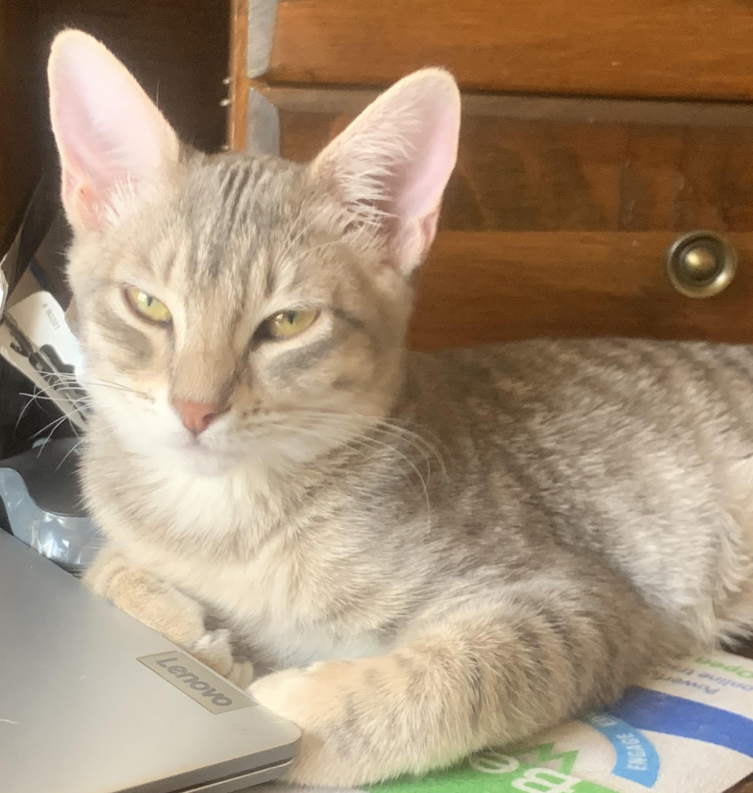 Meet Willow — A Graceful Little Gray Tabby with a Big Purr, ADOPTABLE, Kitten Female Domestic Short Hair.