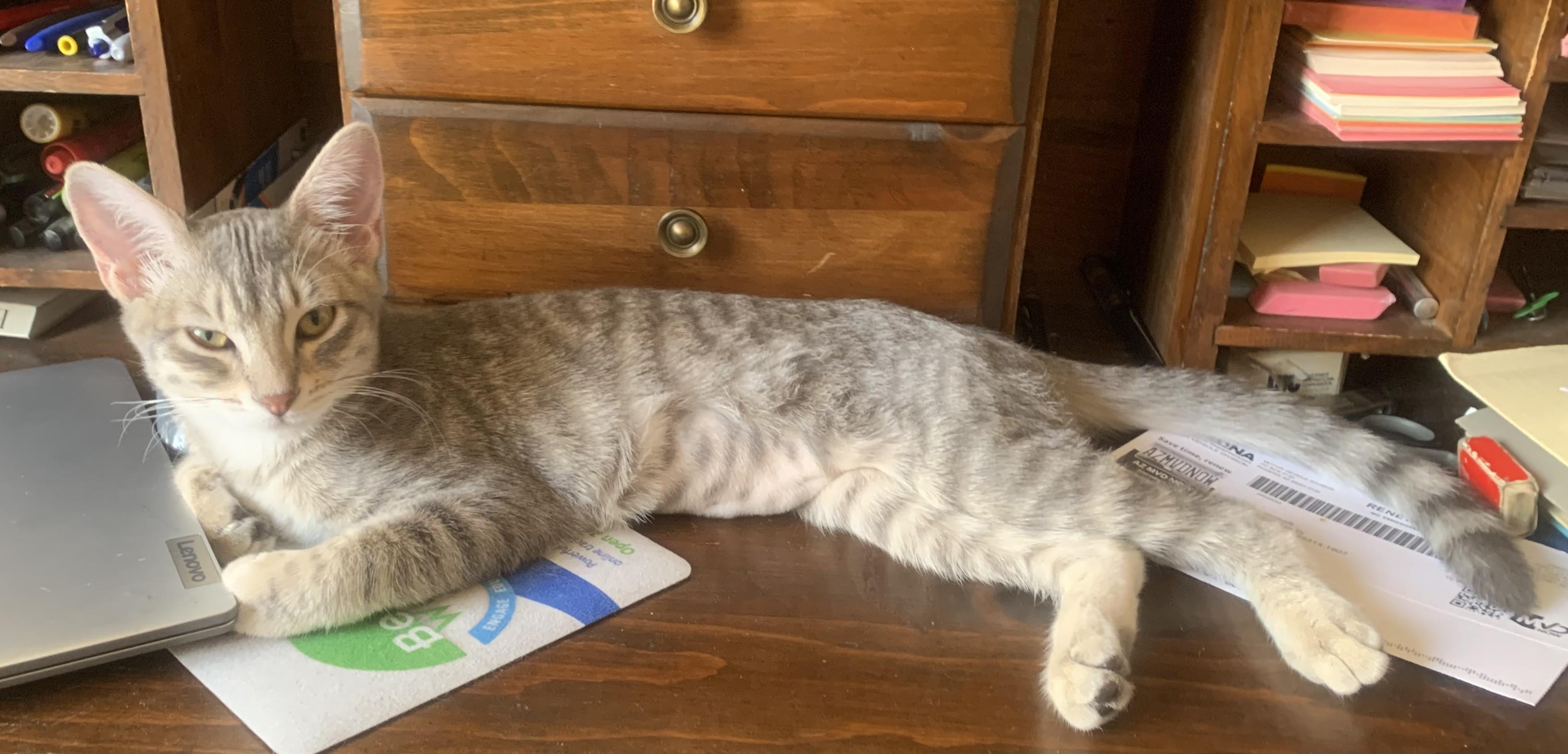 Meet Willow — A Graceful Little Gray Tabby with a Big Purr, a ADOPTABLE Domestic Short Hair in Prescott, AZ image 4/4