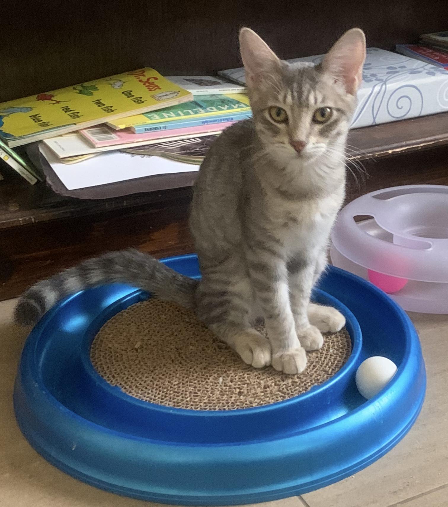 Meet Willow — A Graceful Little Gray Tabby with a Big Purr, a ADOPTABLE Domestic Short Hair in Prescott, AZ image 2/4