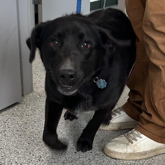 Enlarge Smokey, a Adoptable Mixed Breed in Carlyle, IL image 1/1