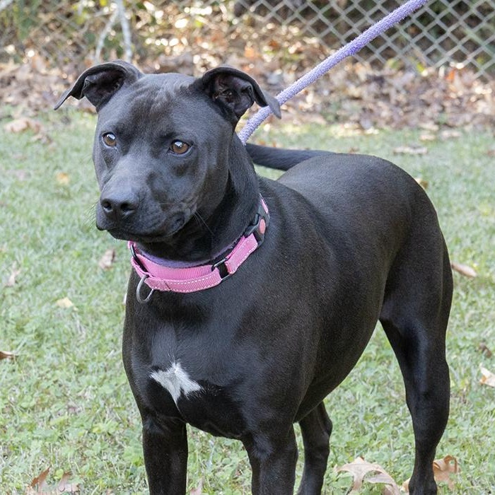 Diamond, Adoptable, Adult Female Weimaraner.