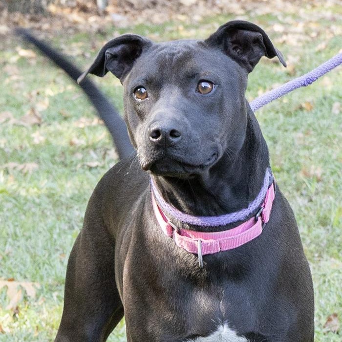 Enlarge Diamond, a Adoptable Weimaraner in Slidell, LA image 2/3