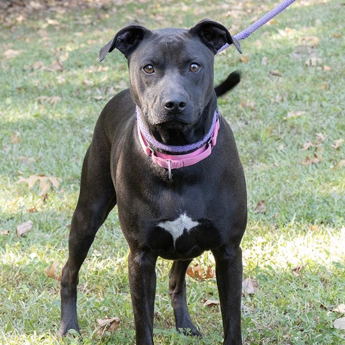 Enlarge Diamond, a Adoptable Weimaraner in Slidell, LA image 3/3