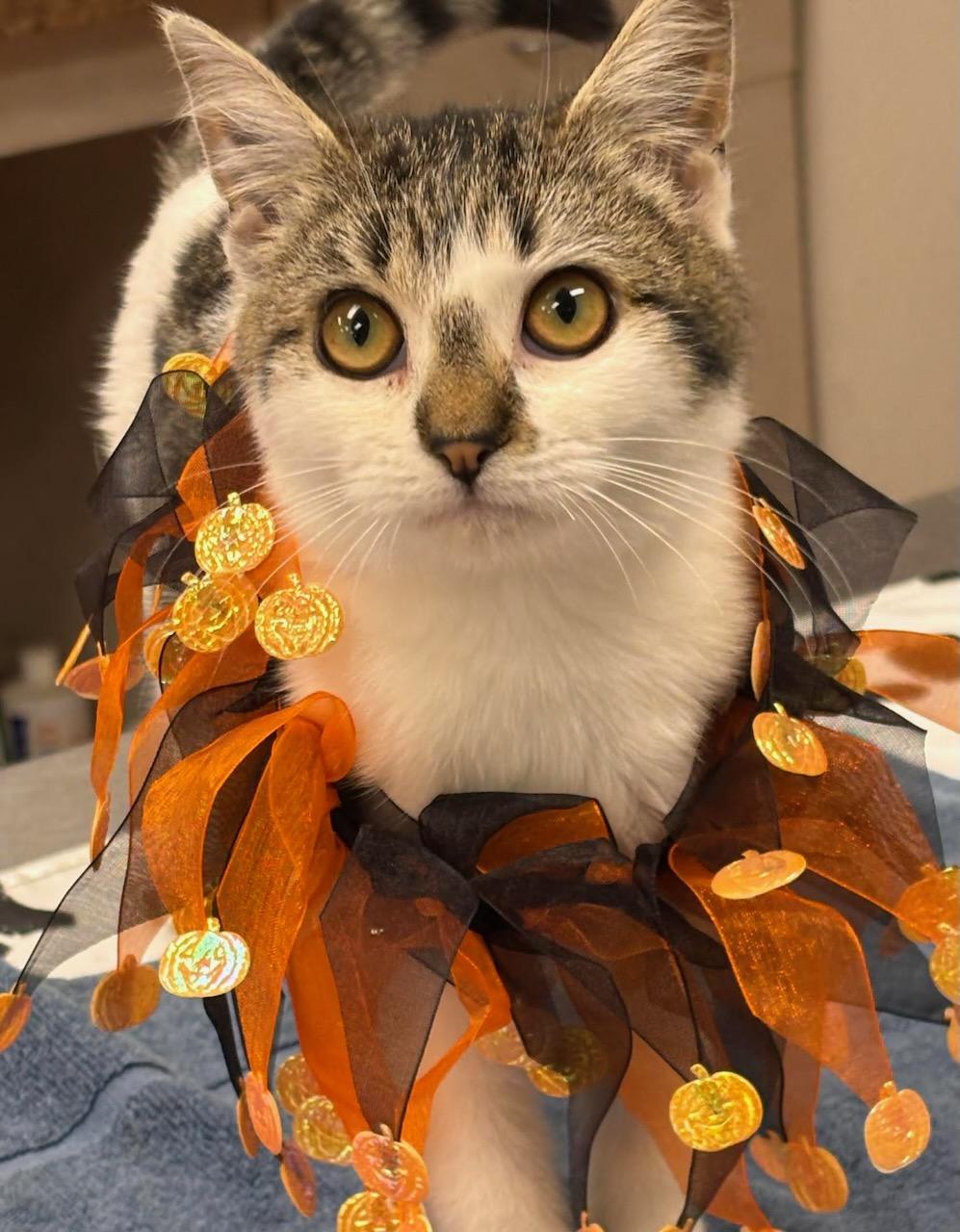 Maddie, Adoptable, Kitten Female Domestic Short Hair & Tiger.