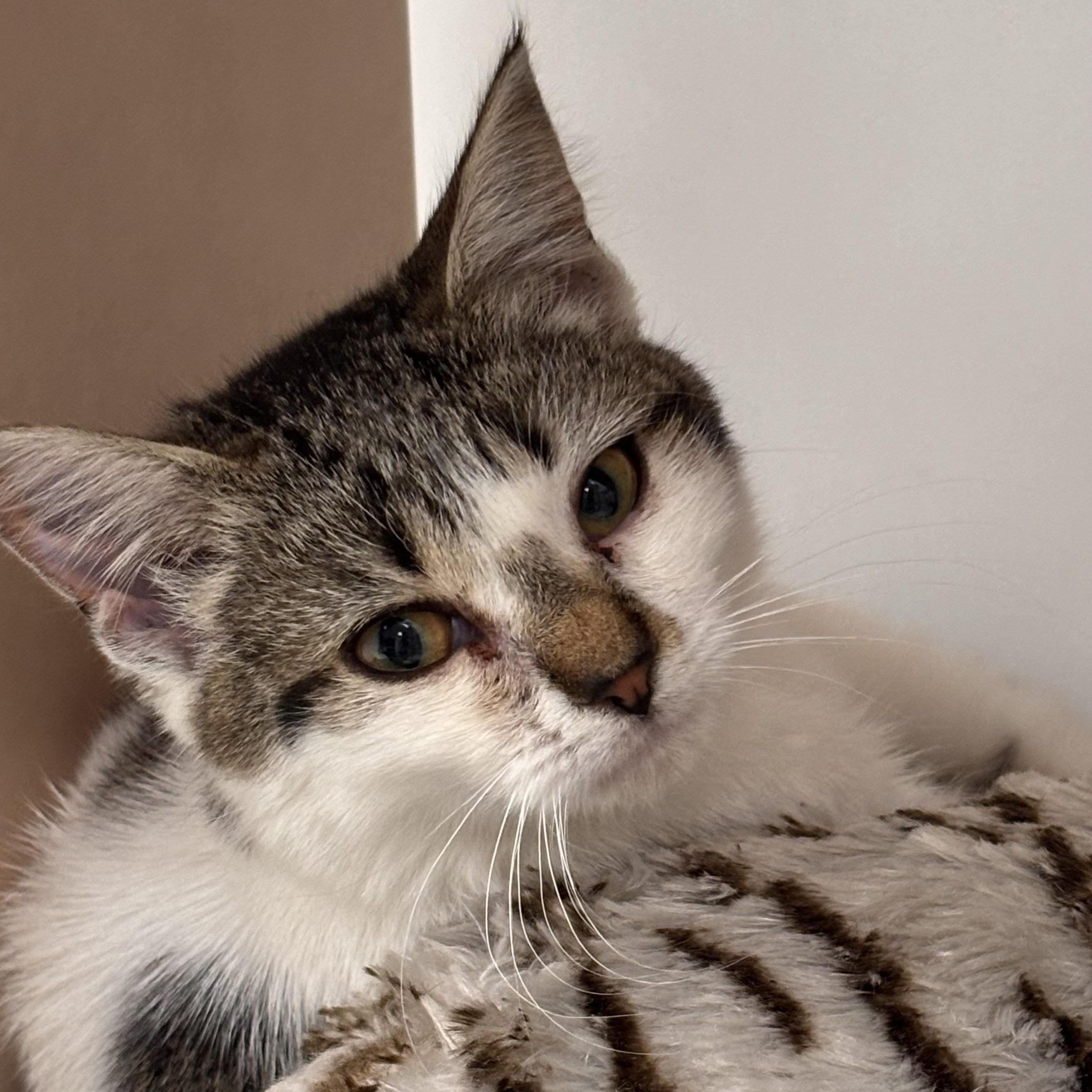 Enlarge Maddie, a Adopted mixed breed in Batavia, NY image 2/2