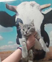 Dolly, Adopted, Kitten Female Domestic Short Hair.