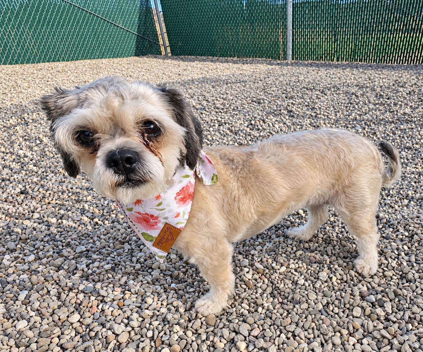 Enlarge Molly, a Adopted mixed breed in Ripon, CA image 3/3