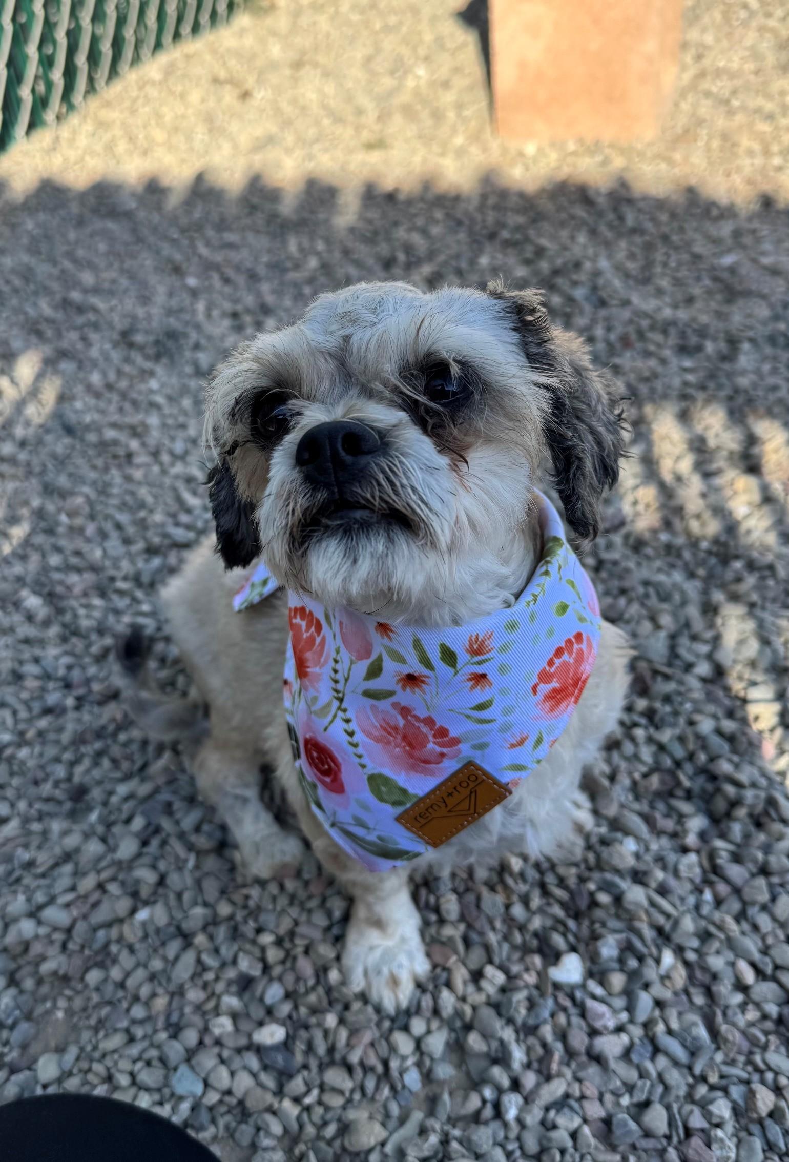 Enlarge Molly, a Adopted mixed breed in Ripon, CA image 2/3
