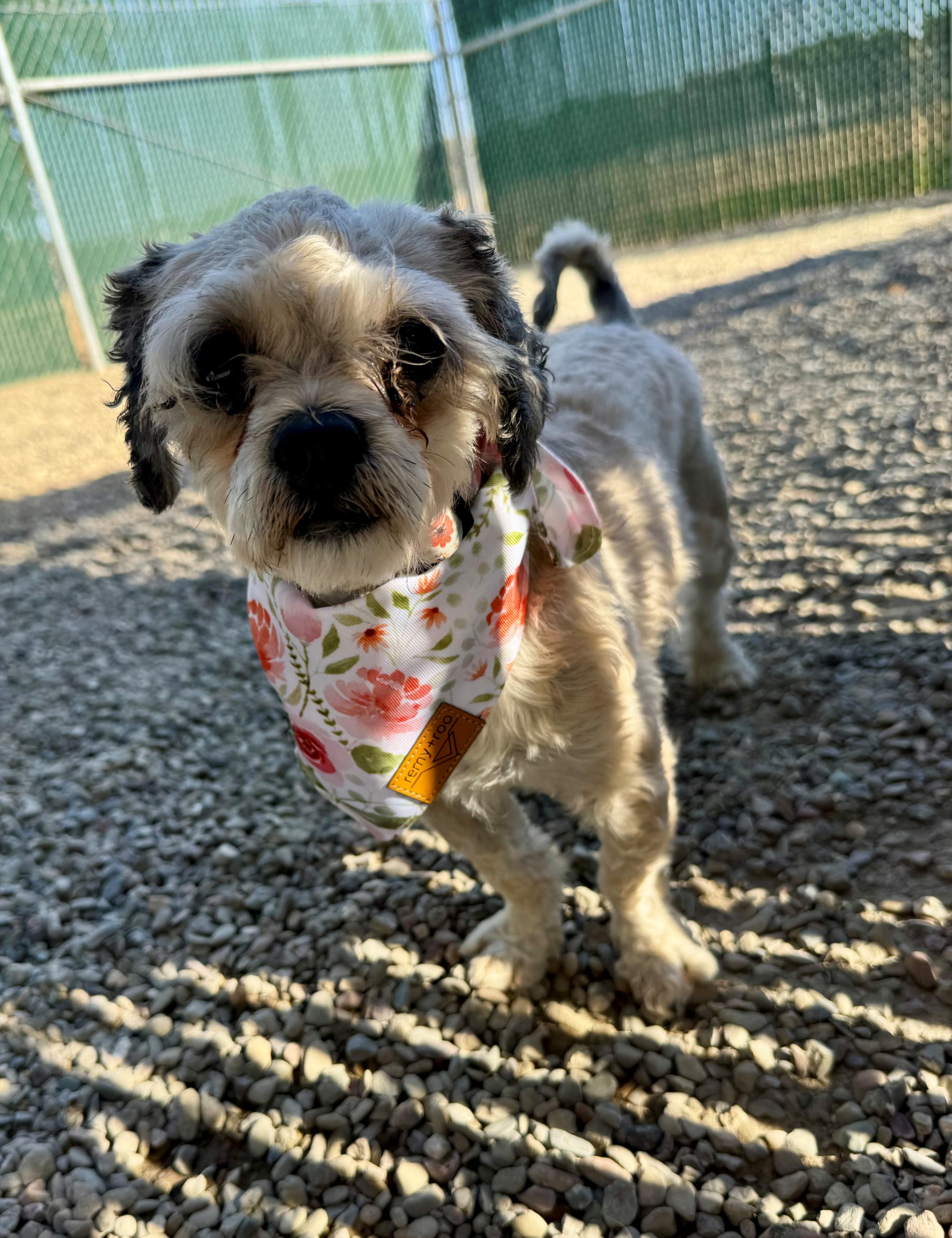 Molly, Adopted, Adult Female Shih Tzu.