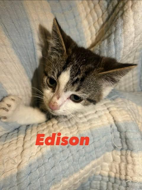 Enlarge Edison, a Adoptable Domestic Short Hair in Davison, MI image 2/2