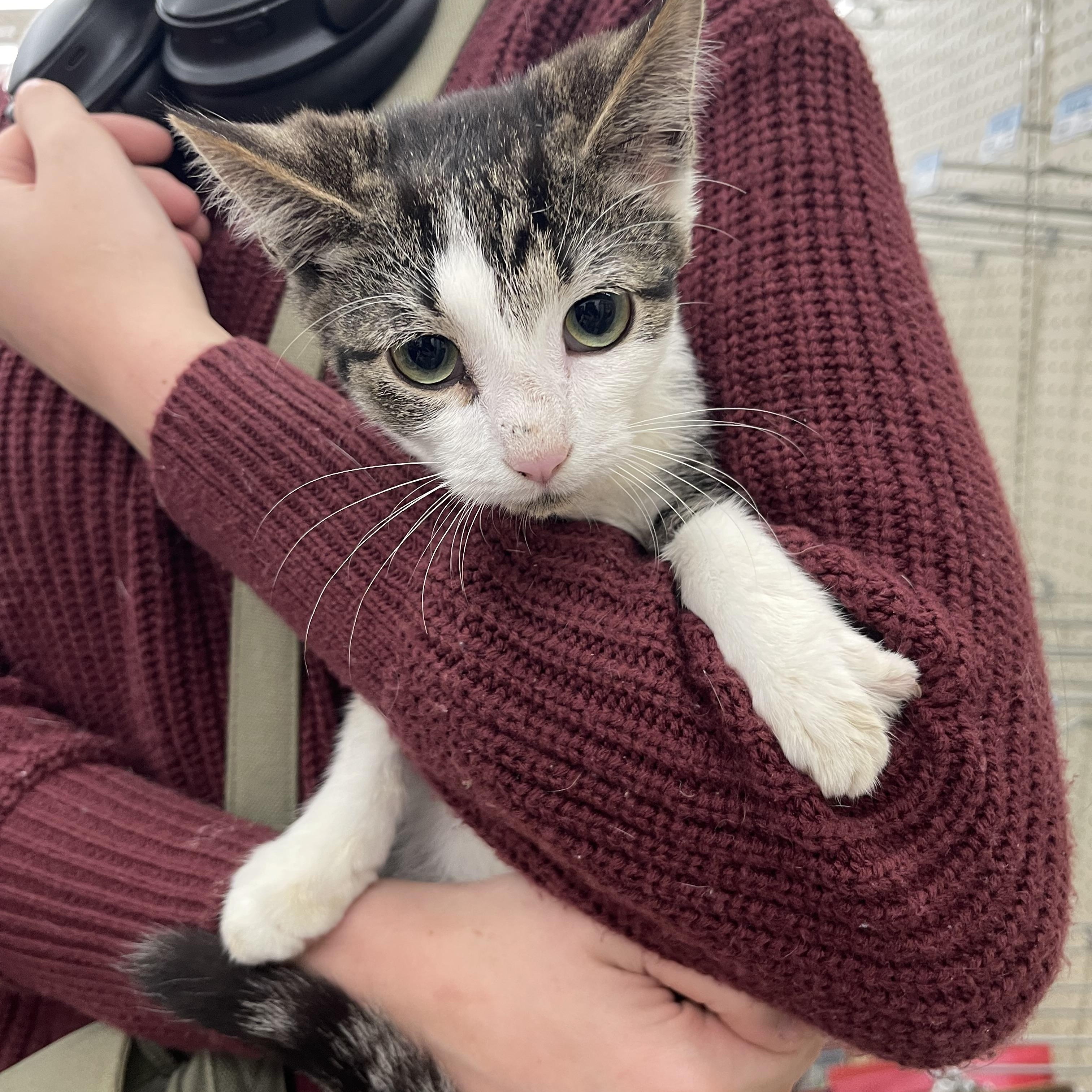 Enlarge Edison, a Adoptable Domestic Short Hair in Davison, MI image 1/2