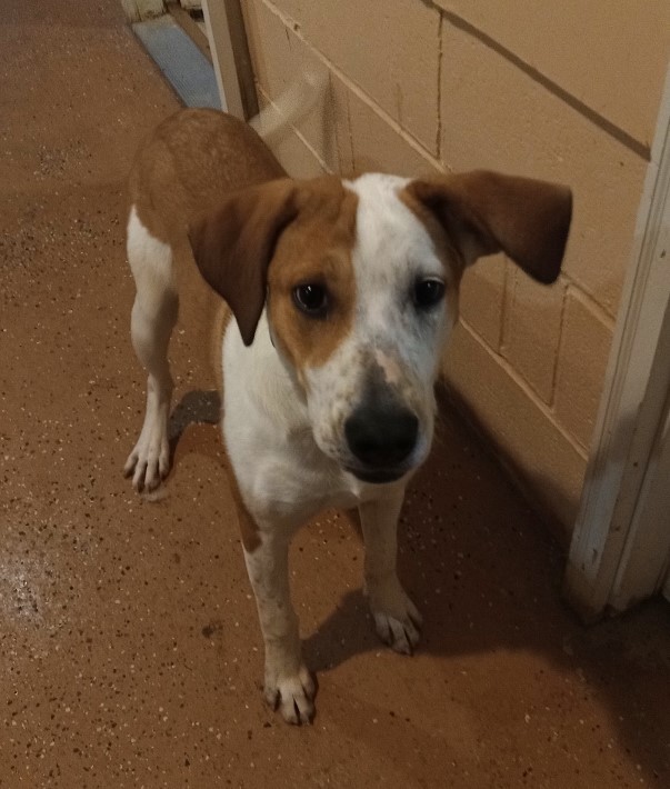 LEXI SPECIAL ADOPTION FEE***, Adoptable, Young Female Foxhound & Collie.