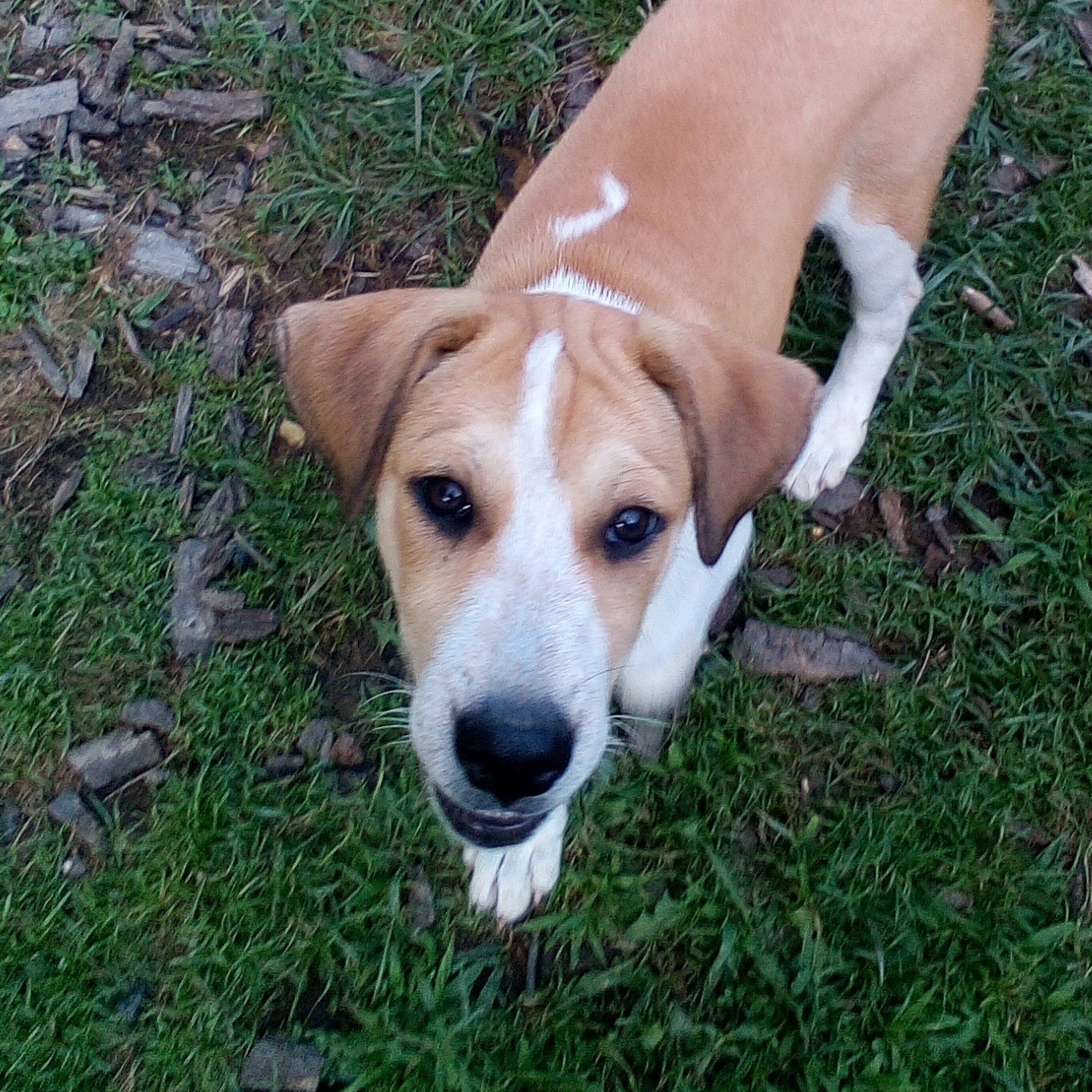 LEXI SPECIAL ADOPTION FEE***, a Adoptable mixed breed in Georgetown, KY image 2/8