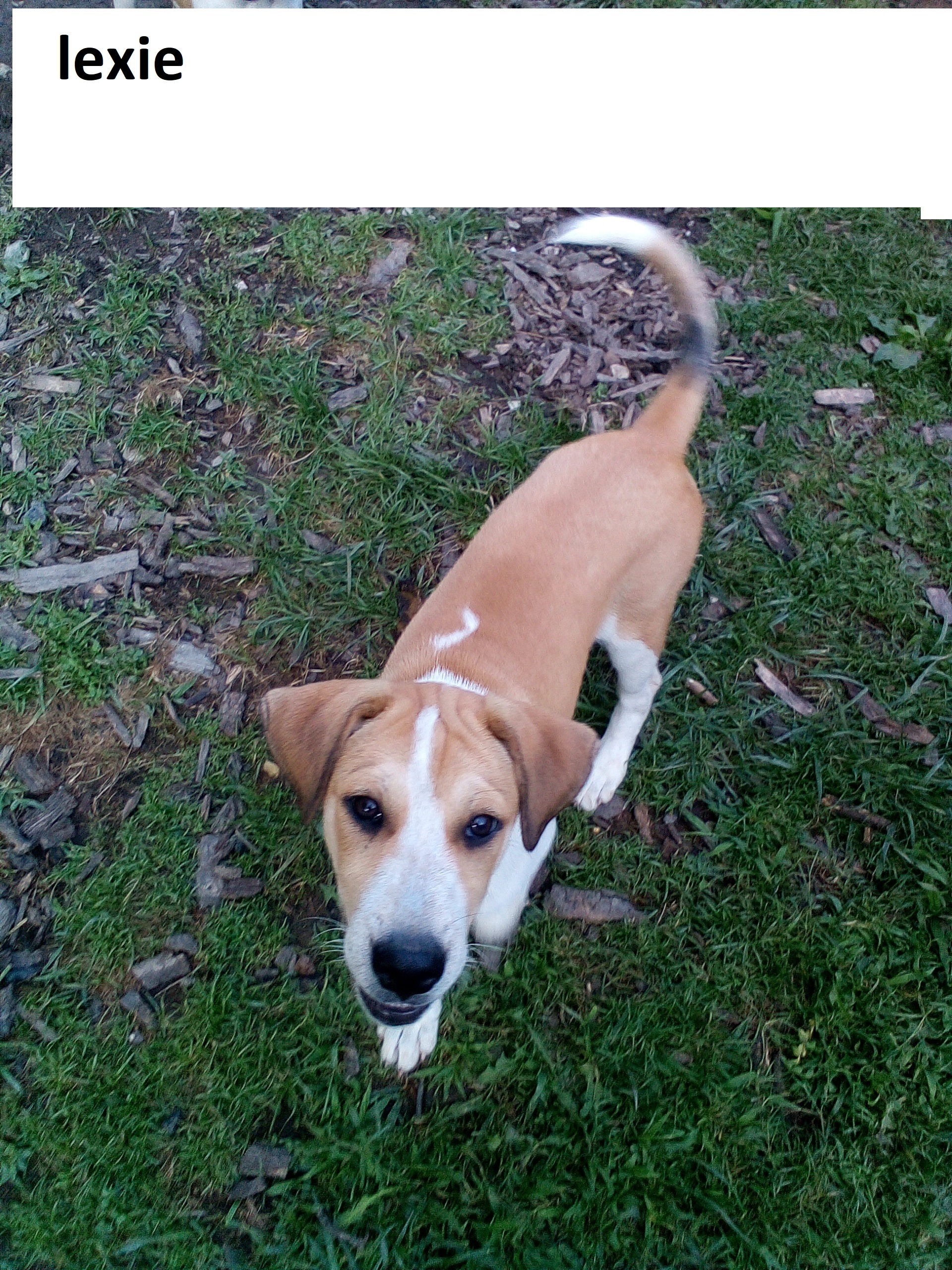 LEXI SPECIAL ADOPTION FEE***, a Adoptable mixed breed in Georgetown, KY image 3/8