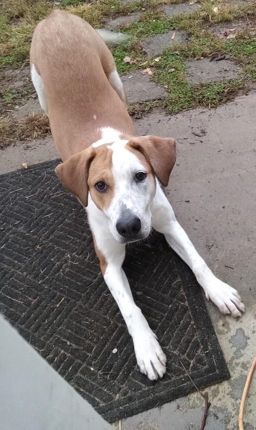 LEXI SPECIAL ADOPTION FEE***, a Adoptable mixed breed in Georgetown, KY image 5/8