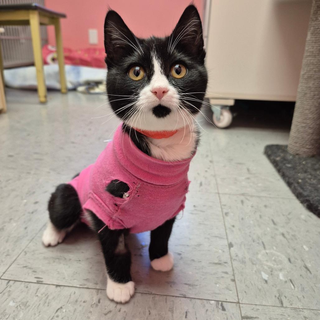 Lilo, Adoptable, Young Female Domestic Short Hair.